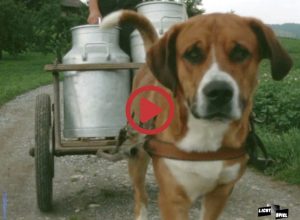 Ein Hund zieht einen Handwagen mit Milchkannen.