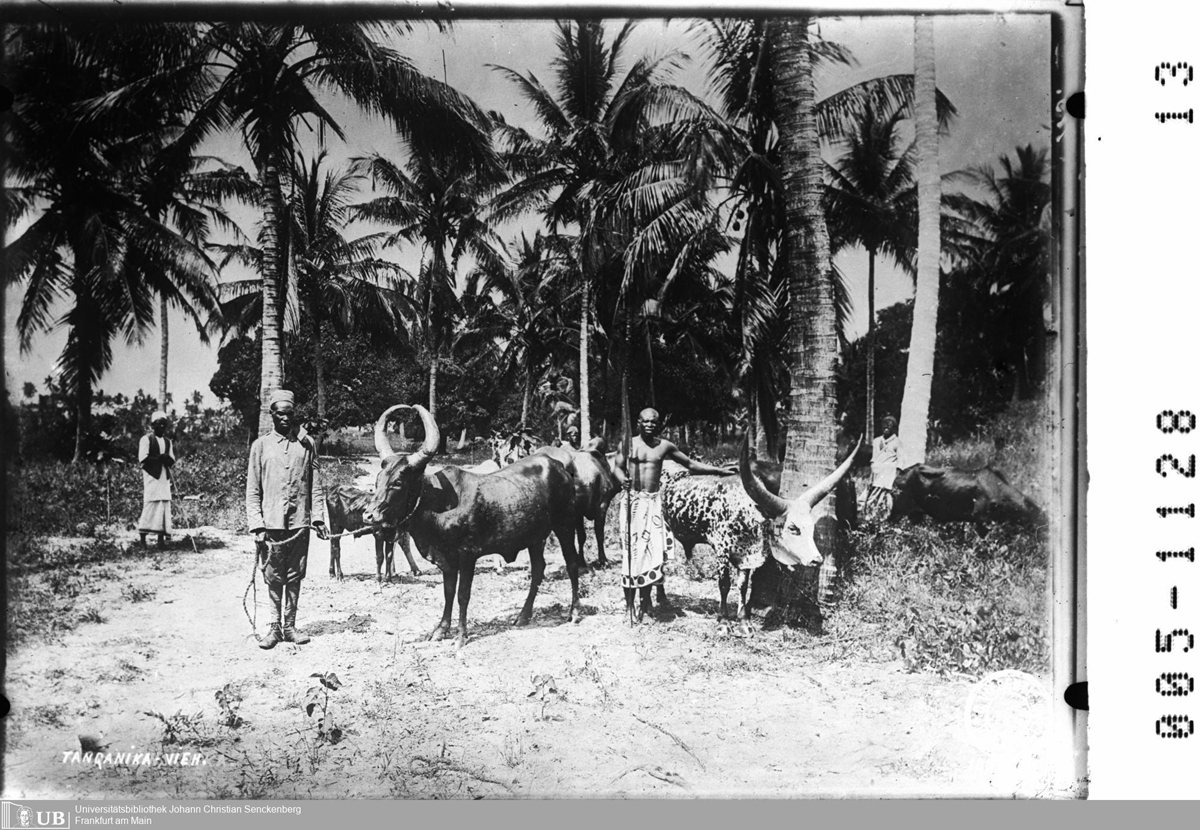 Gruppe von Männern mit Rindern unter Palmen