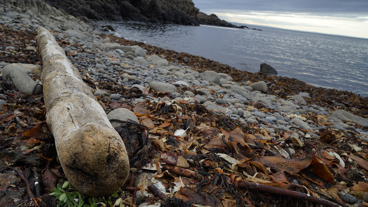 Farbfoto eines steinigen Strandes mit einem Baumstamm und anderem Strandgut