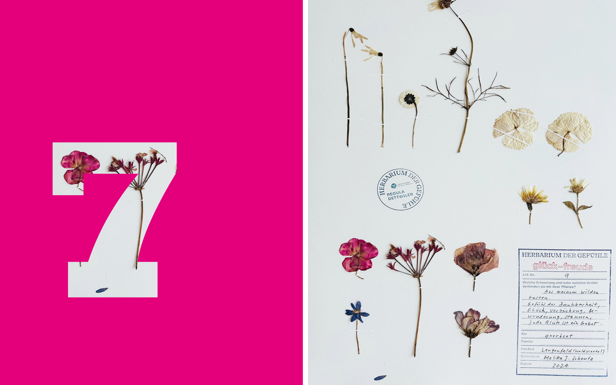 Collage: links: Zahl „7“, rechts: getrocknete Pflanzen auf Papier