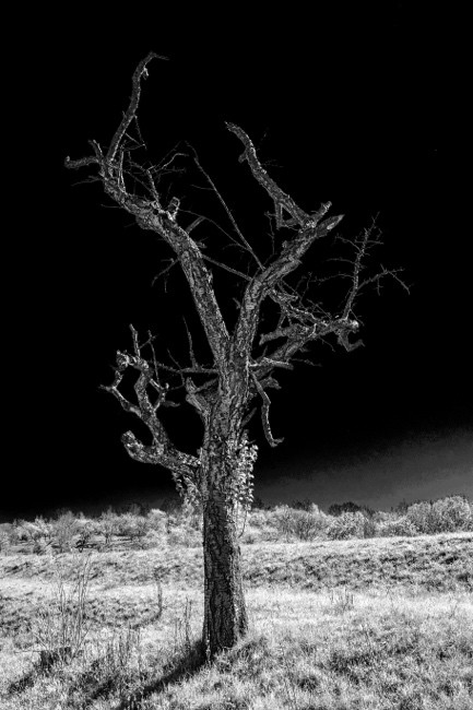 Schwarzweißfoto eines Baumes ohne Blätter